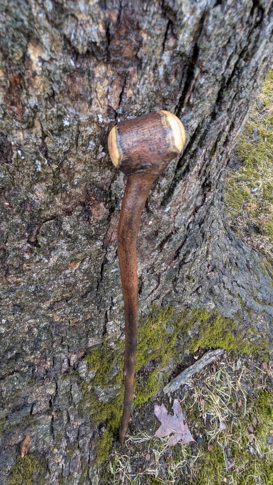 Serviceberry Michigan hardwood shillelagh