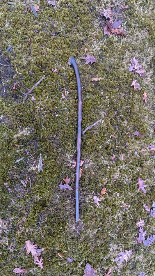 Serviceberry hardwood Walking Stick