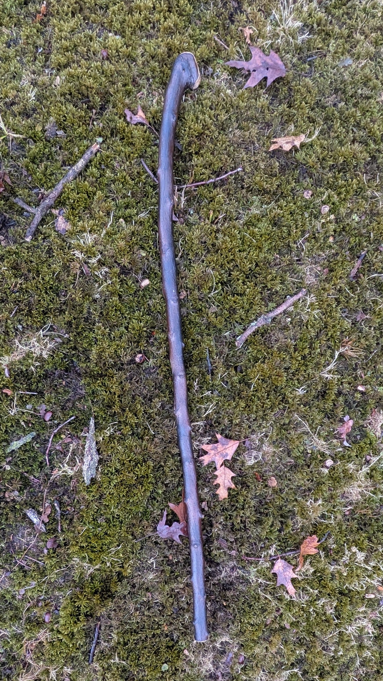 Serviceberry hardwood Walking Stick