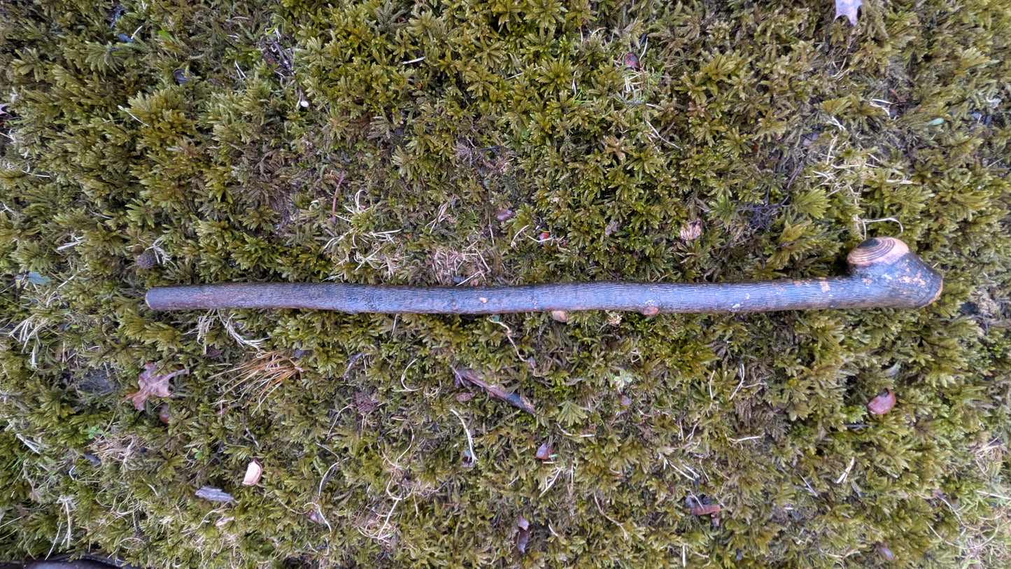 Michigan hardwood shillelagh (display only)