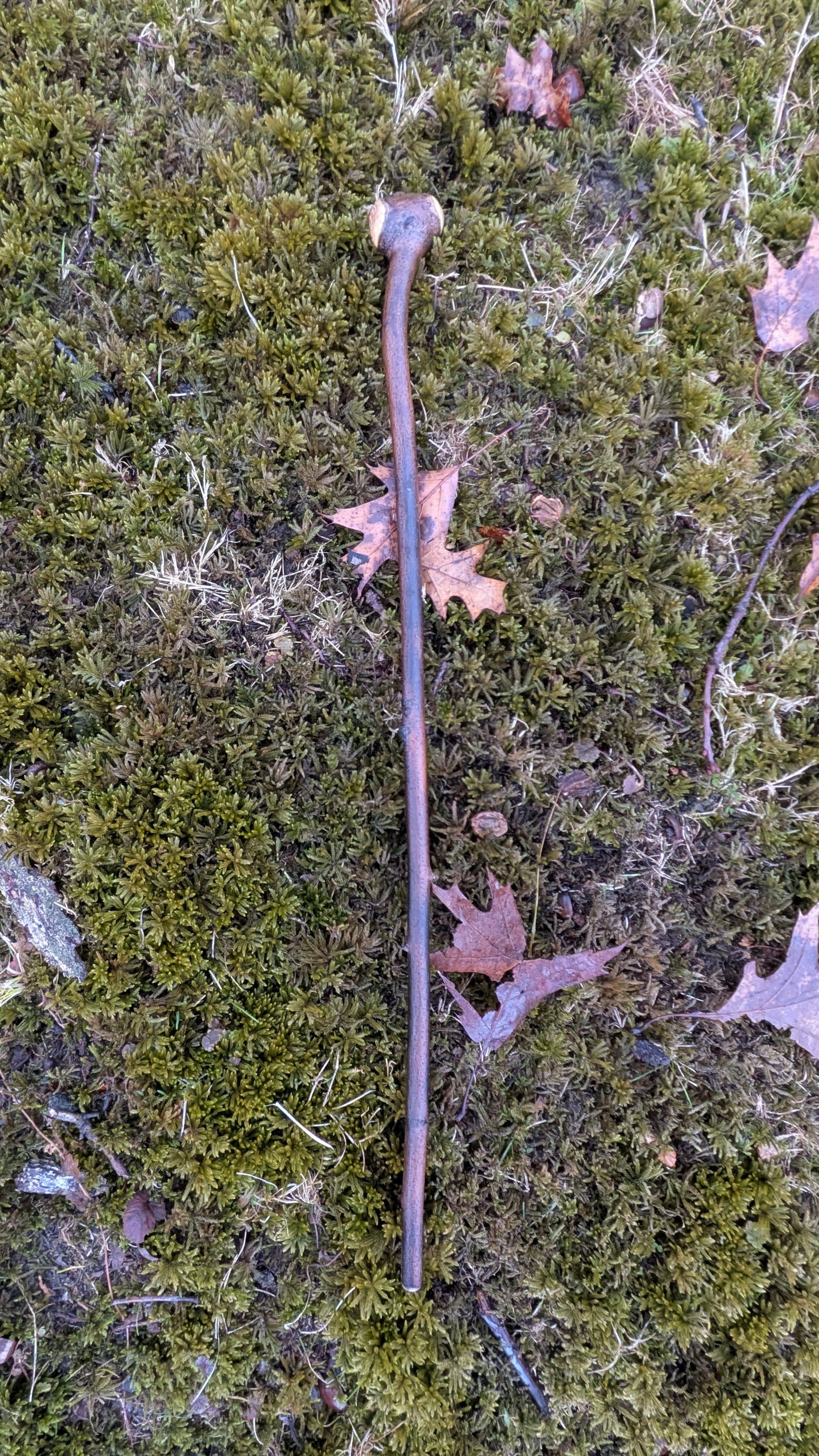 Serviceberry Michigan hardwood shillelagh