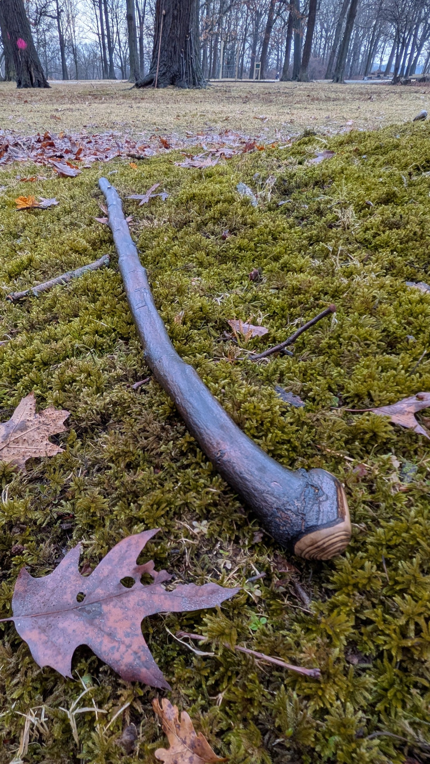 Serviceberry hardwood Walking Stick