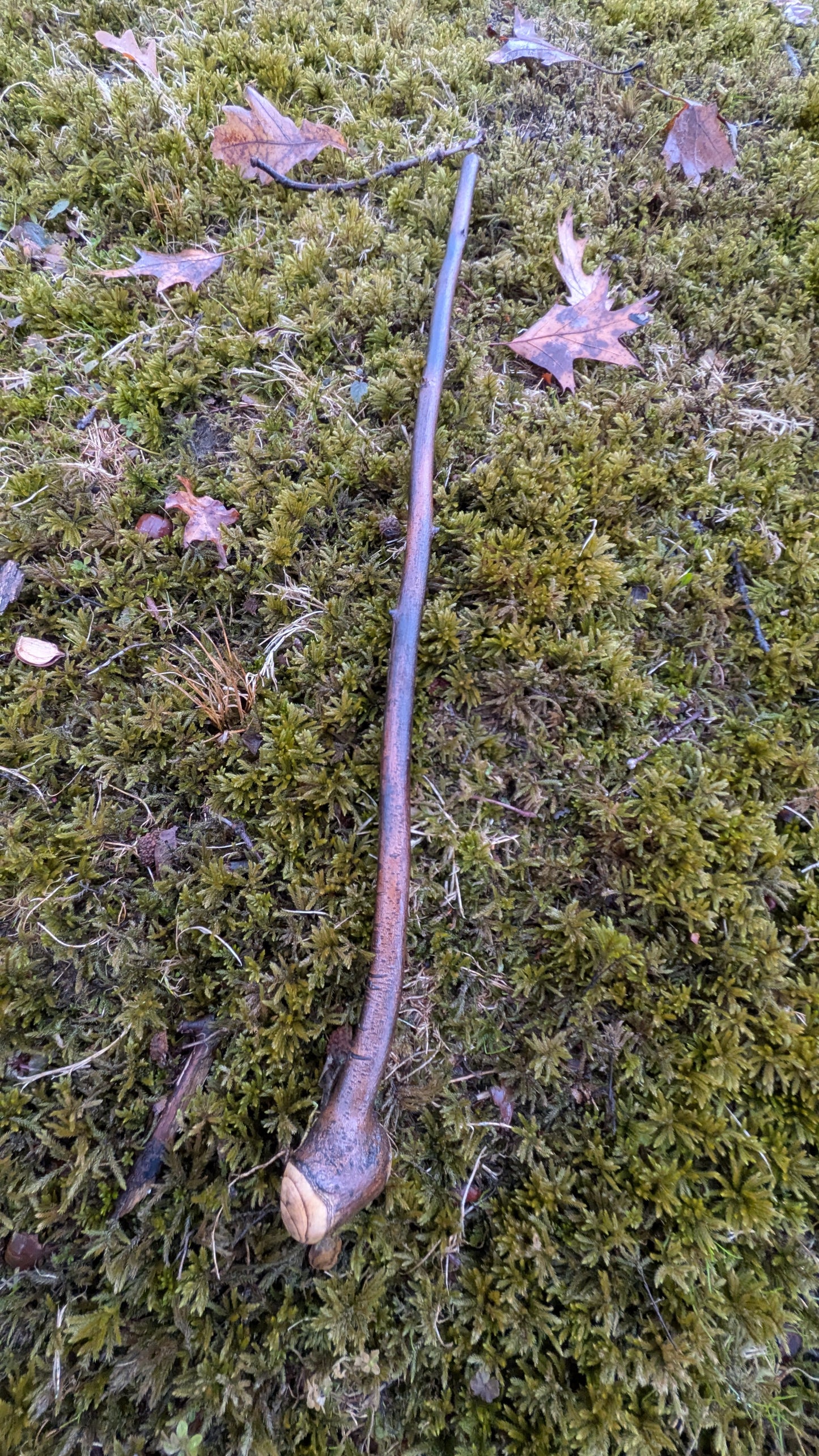 Serviceberry Michigan hardwood shillelagh