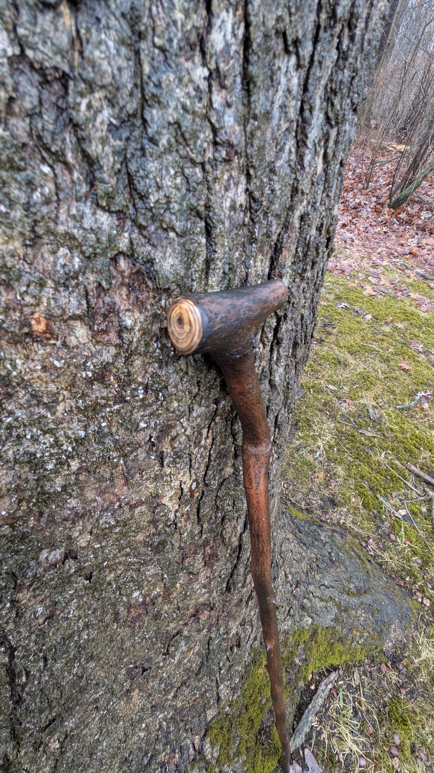 Serviceberry Michigan hardwood walking stick