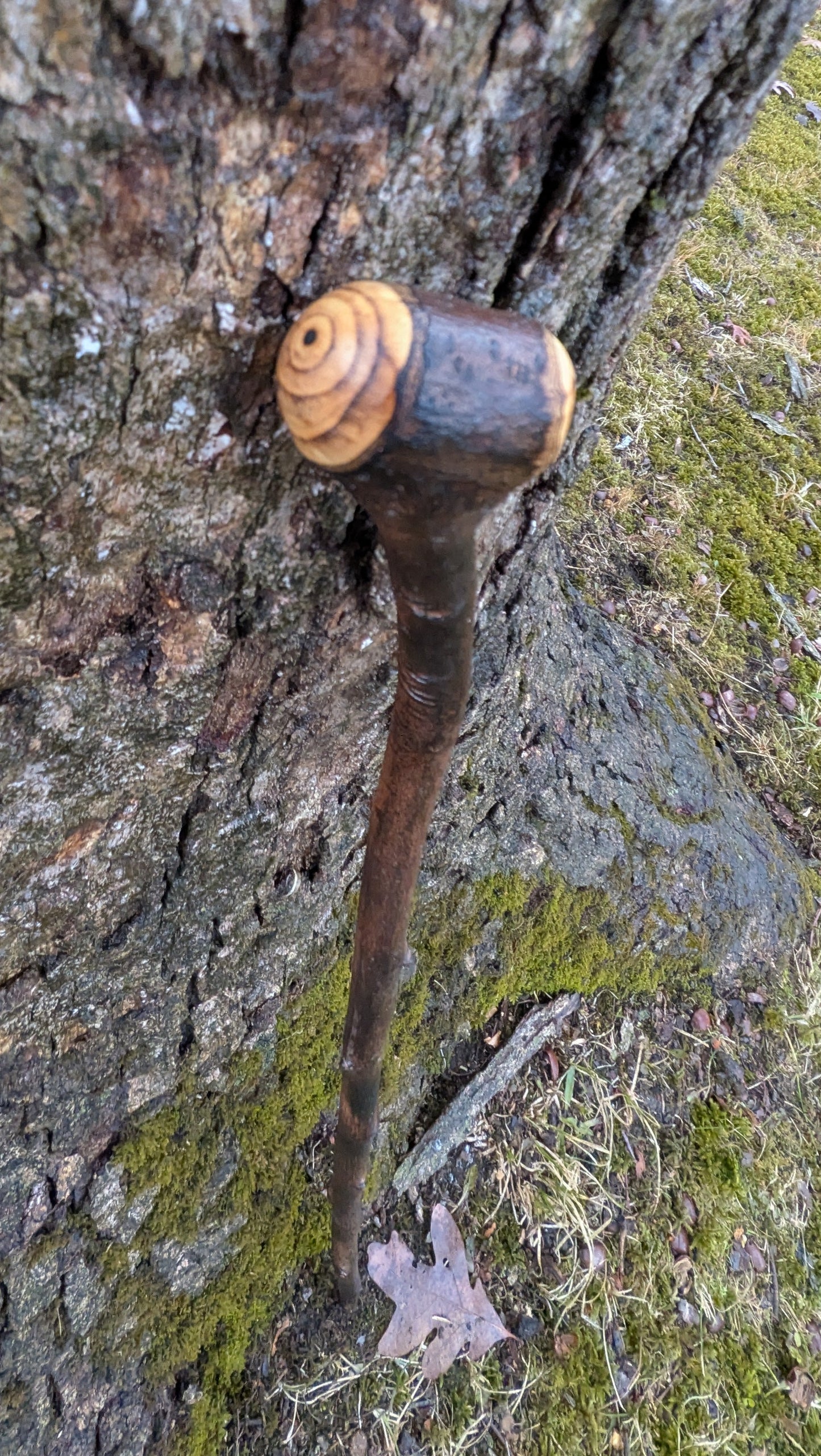 Serviceberry Michigan hardwood shillelagh