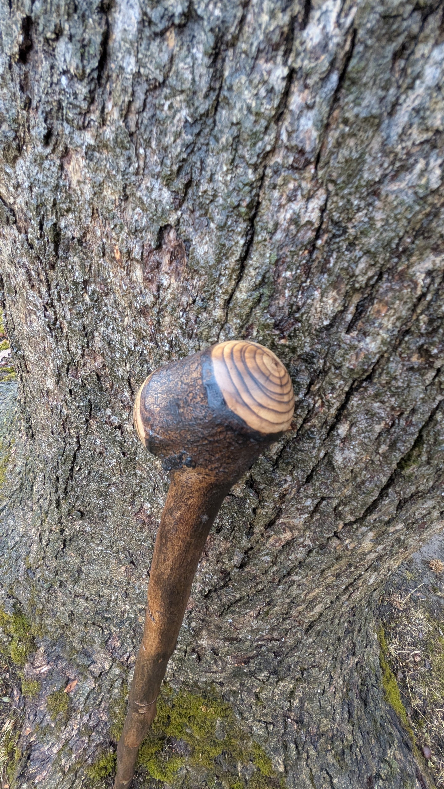 Michigan hardwood walking stick
