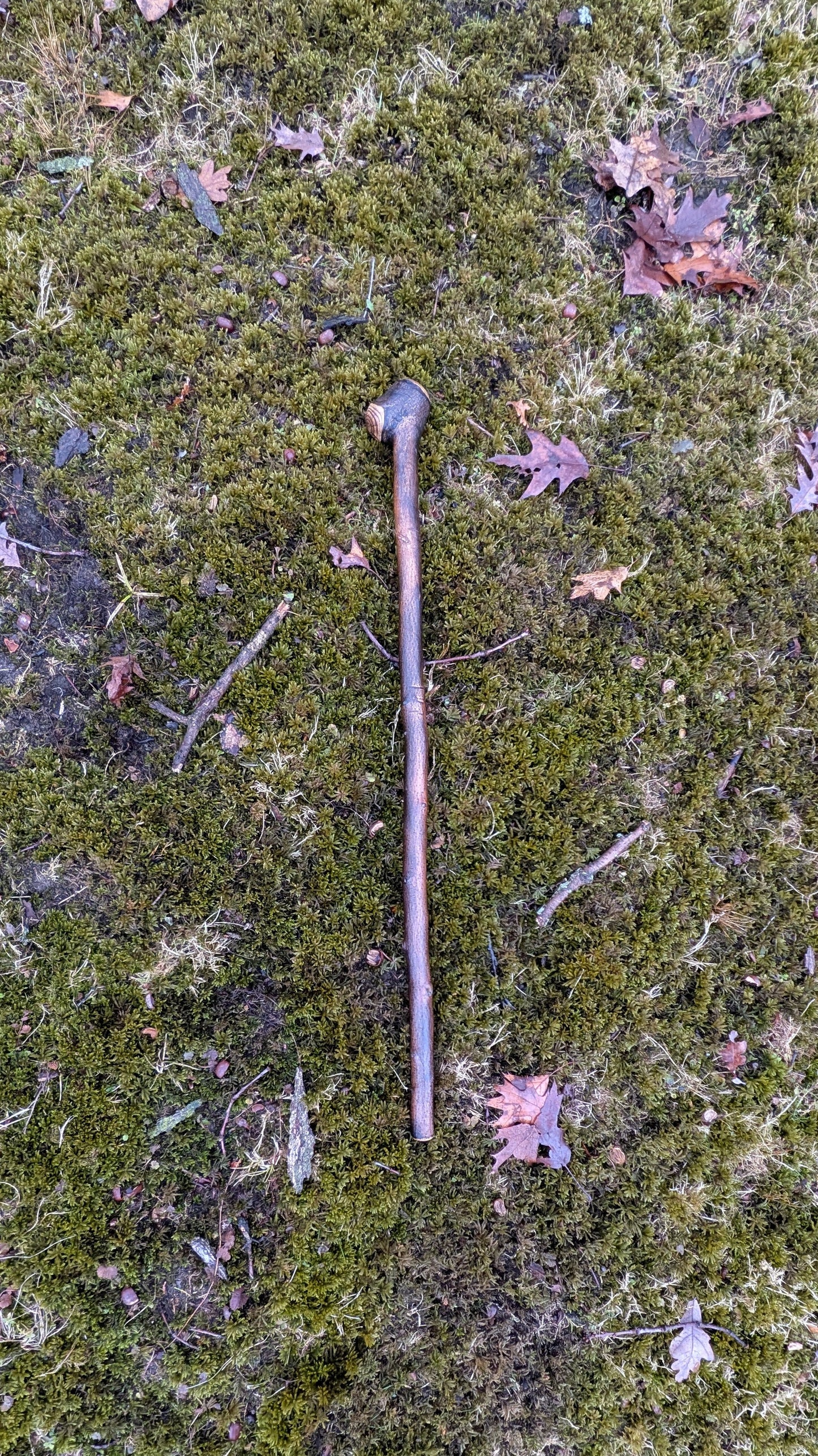 Michigan hardwood walking stick