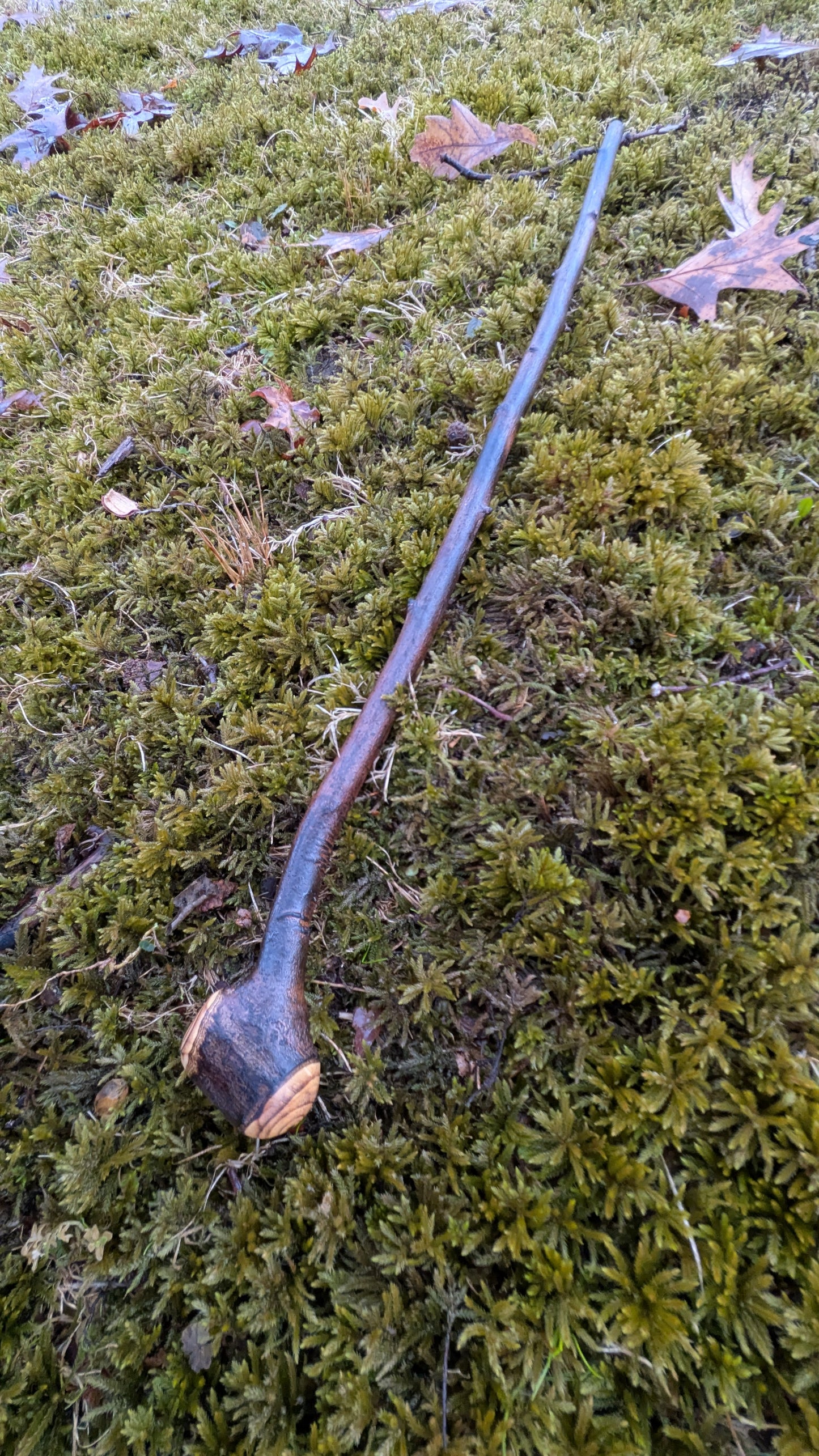 Serviceberry Michigan hardwood shillelagh