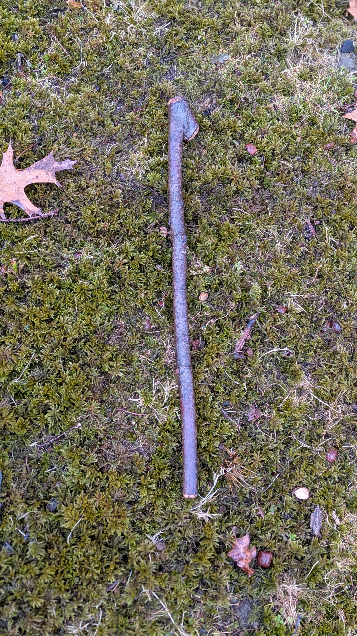 Michigan hardwood shillelagh (display only)