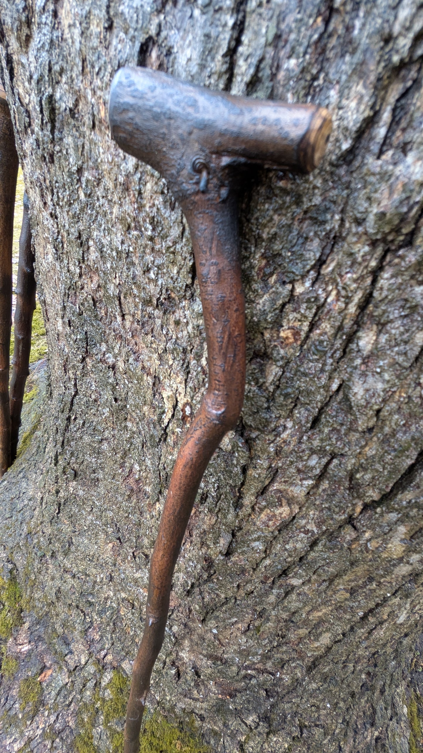 Serviceberry Michigan hardwood walking stick