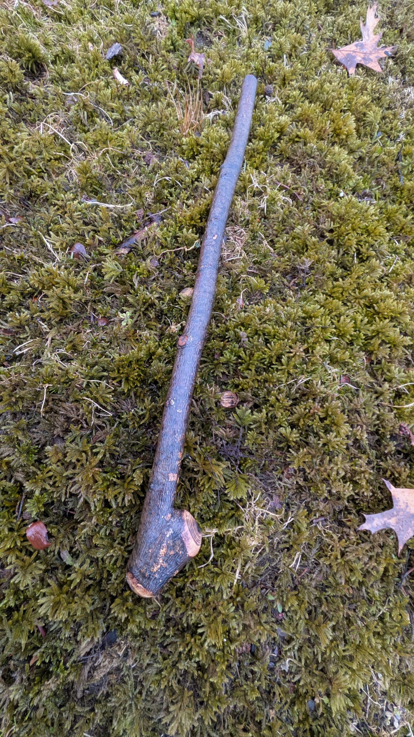 Michigan hardwood shillelagh (display only)