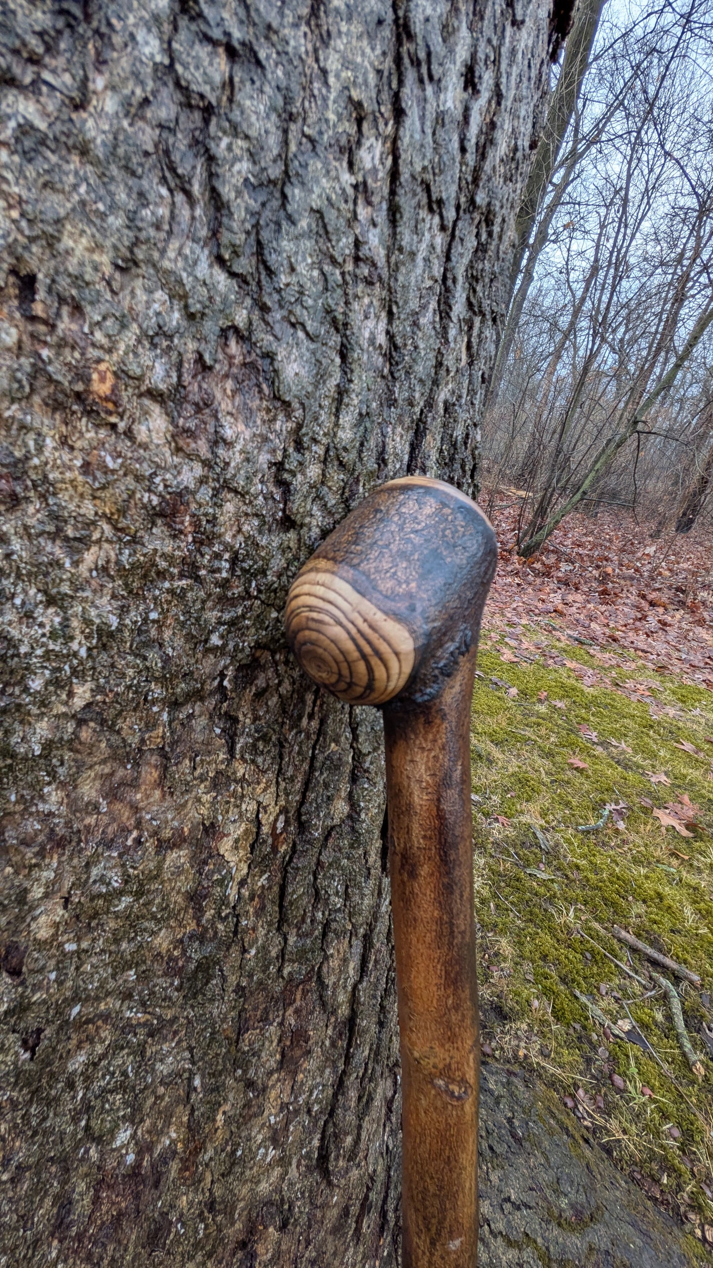 Michigan hardwood walking stick